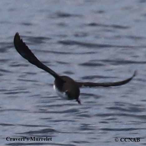 Birds of North America