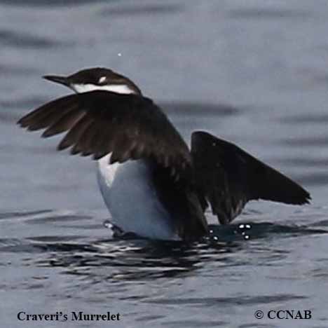 Birds of North America