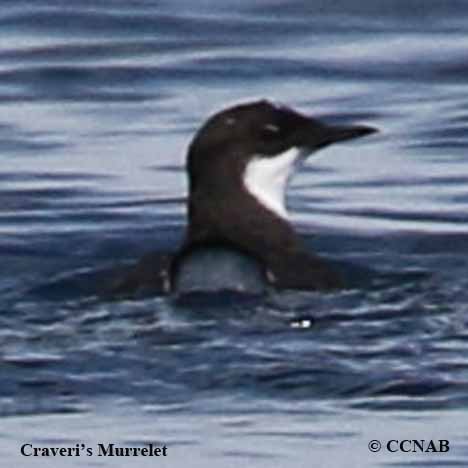 Birds of North America