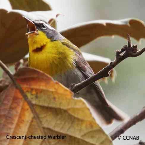 Birds of North America