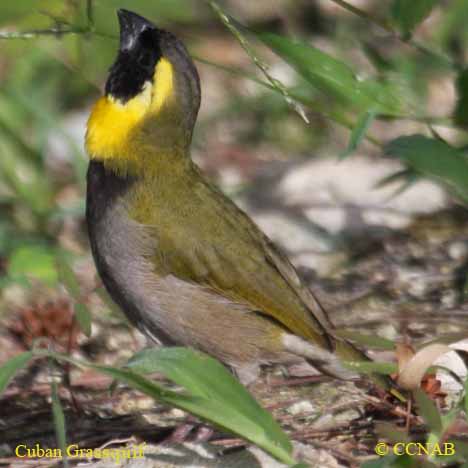 Cuban Grassquit