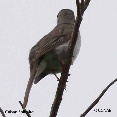 Cuban Solitaire