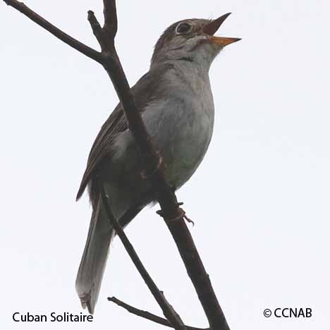 Cuban Solitaire