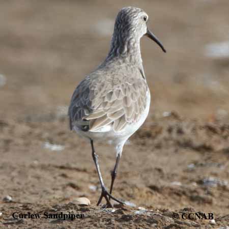 Birds of North America