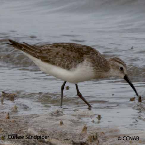 Birds of North America