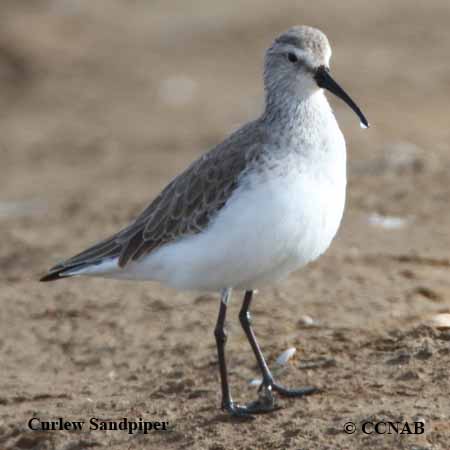 Birds of North America