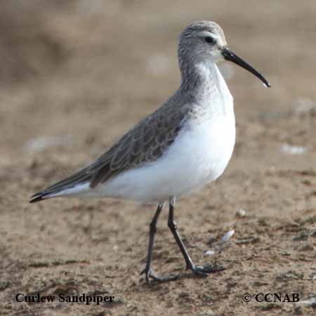 Birds of North America