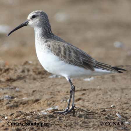 Birds of North America