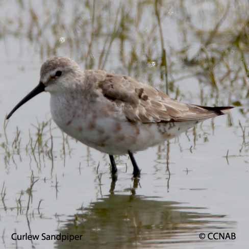 Birds of North America