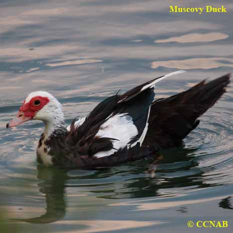 North American ducks