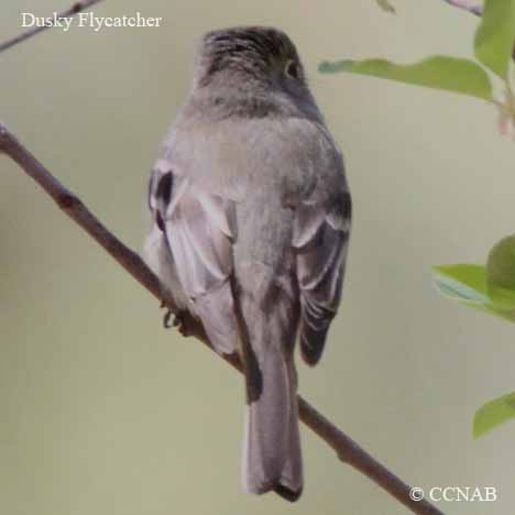 Birds of North America