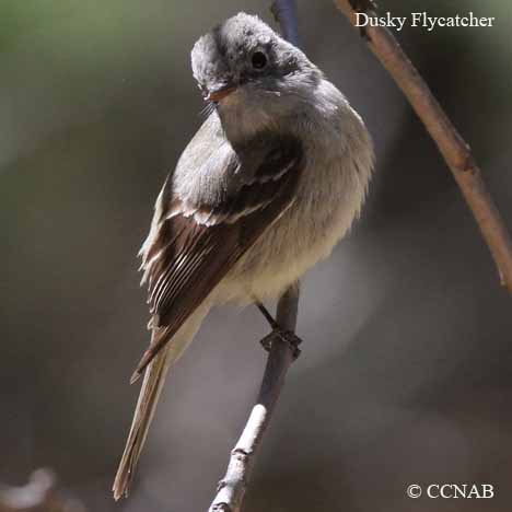 Birds of North America