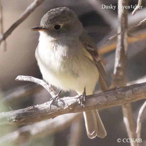 Birds of North America