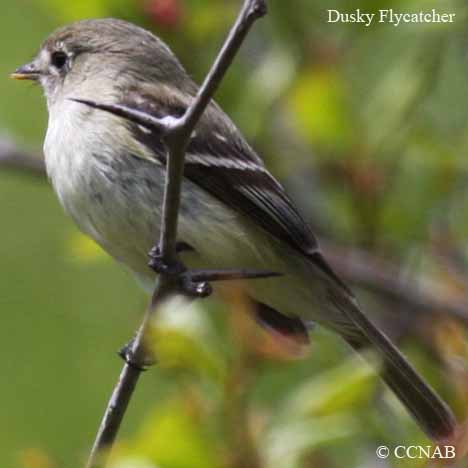 Birds of North America