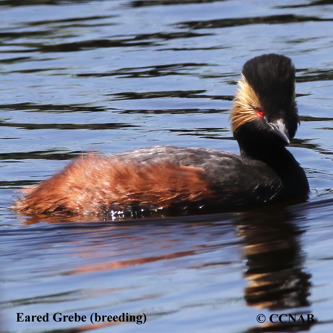 Birds of North America