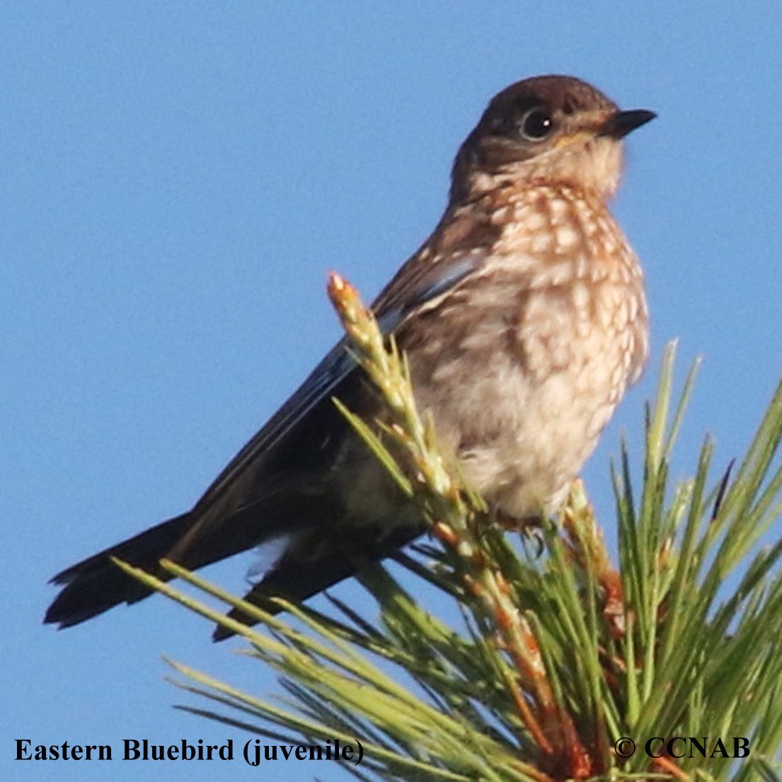 Birds of North America