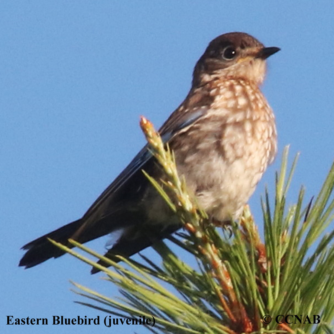 Eastern Bluebird (Sialia Sialis) - North American Birds - Birds Of ...