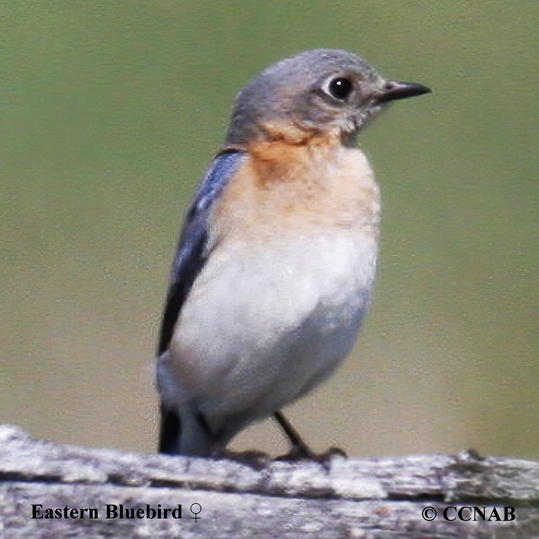 Birds of North America