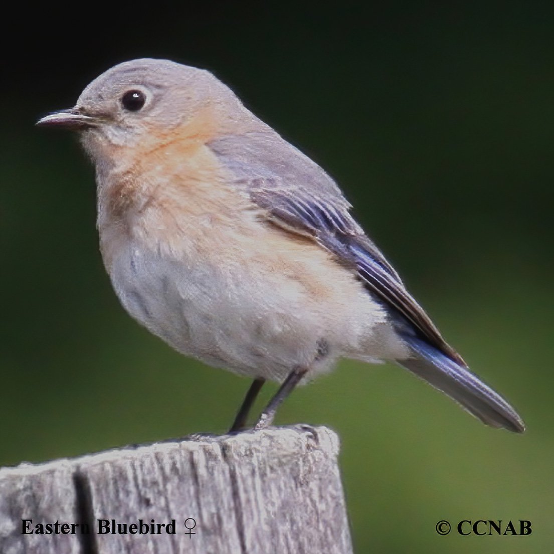 Birds of North America