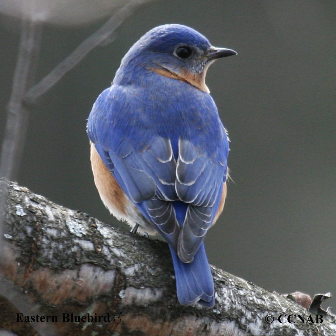 Birds of North America