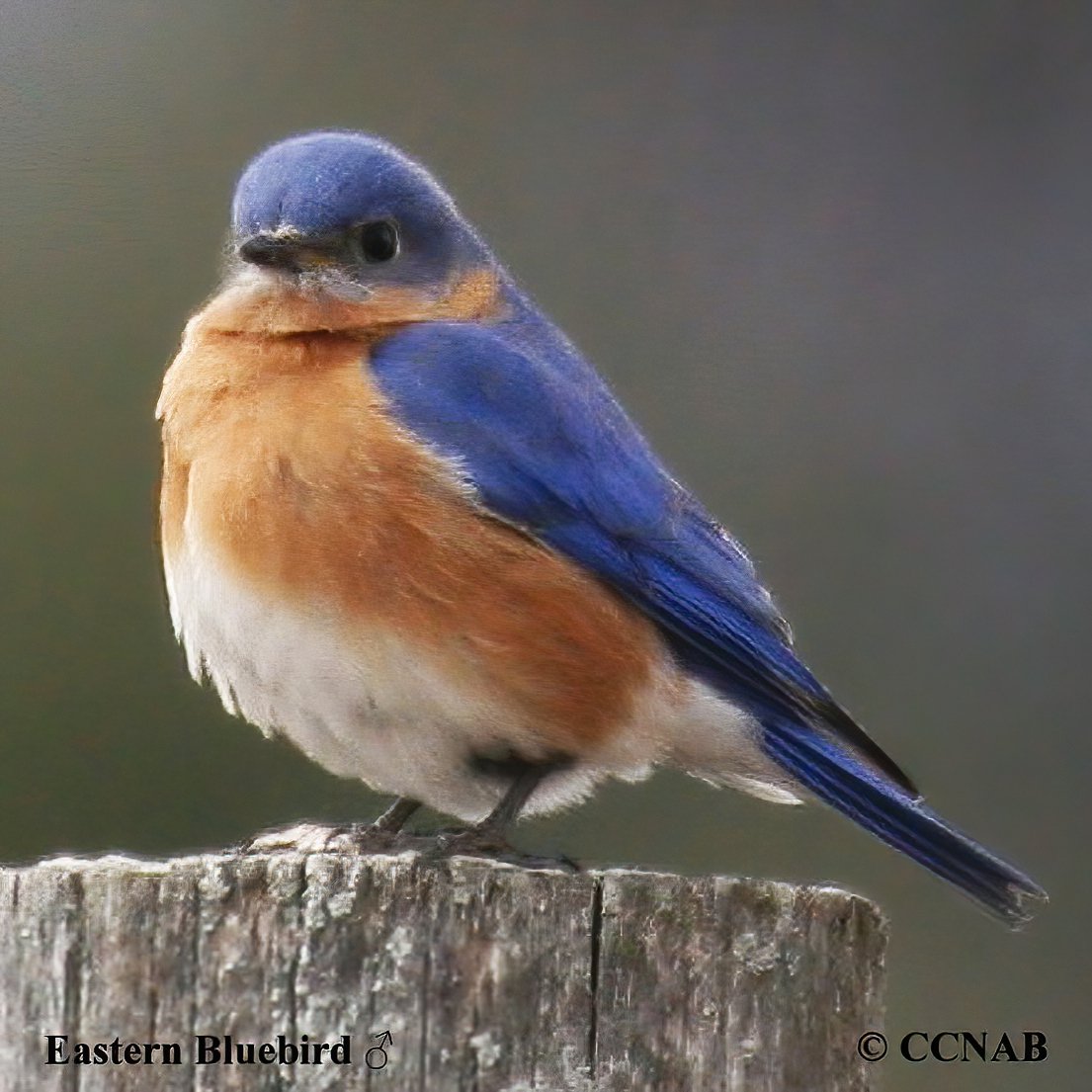 Eastern Bluebird (Sialia Sialis) - North American Birds - Birds Of ...