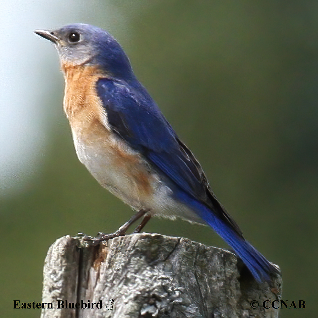 Eastern Bluebird Sialia Sialis North American Birds Birds Of   XEastern Bluebird 16 .pagespeed.ic.ABu A C4oF 