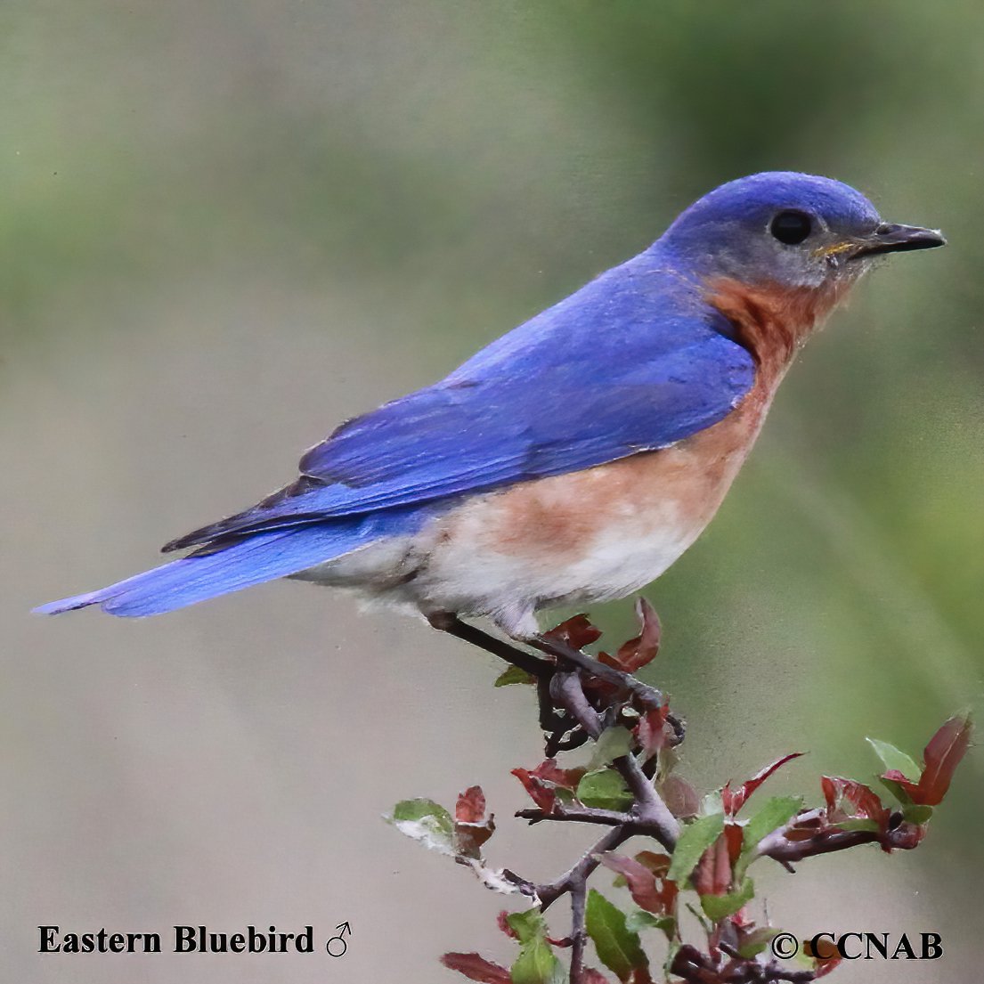 Birds of North America