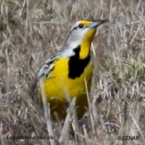 Eastern Meadowlark