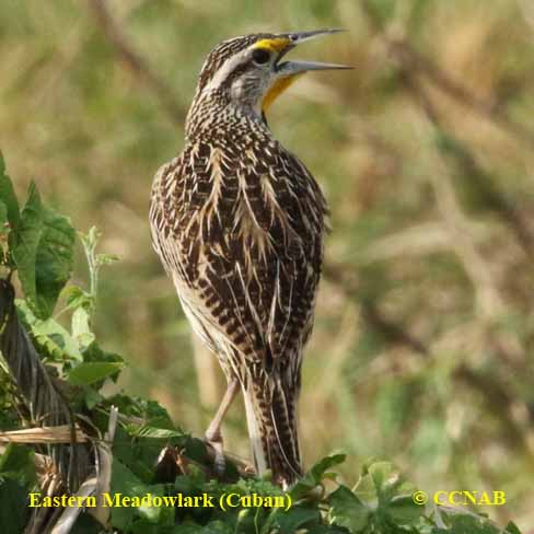 Birds of North America