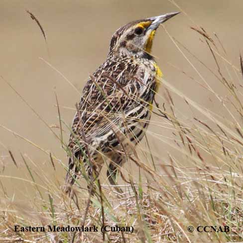 Birds of North America