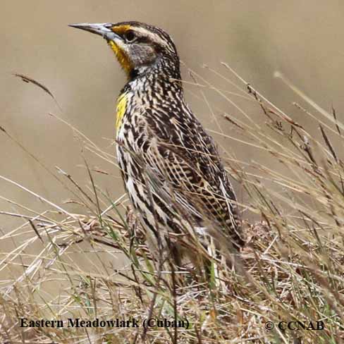 Birds of North America