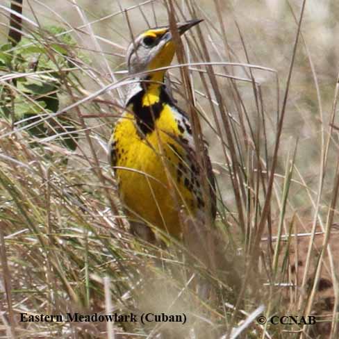 Birds of North America