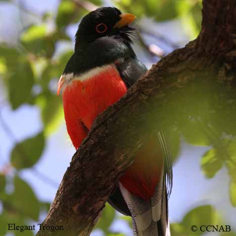 Birds of North America