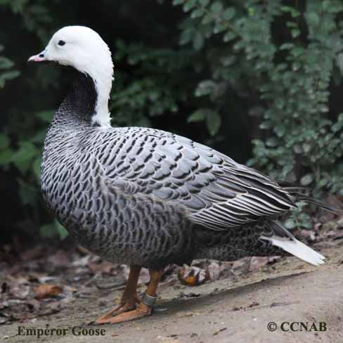 Birds of North America