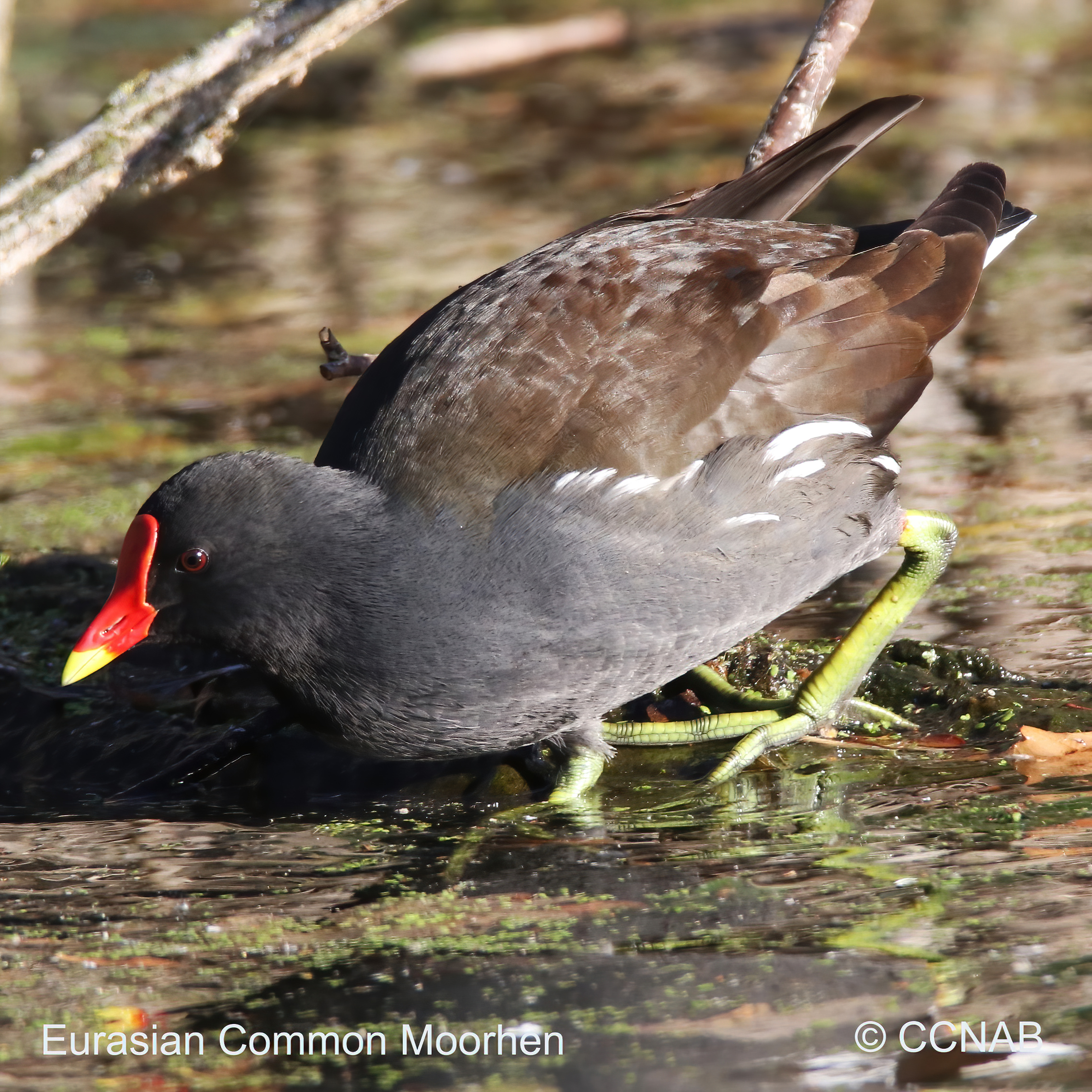 Birds of North America