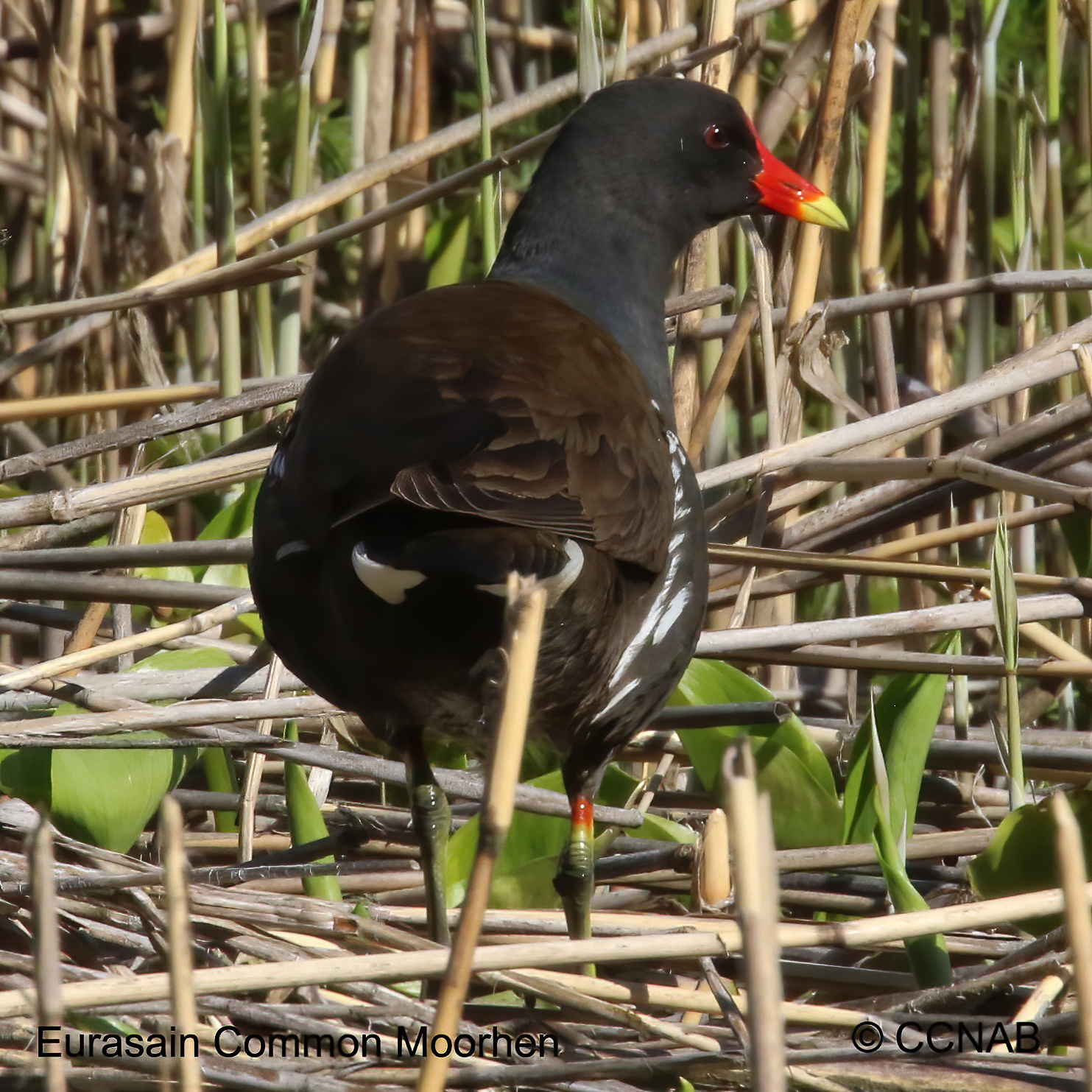 Birds of North America