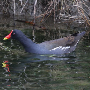 Eurasian Common Moorhen