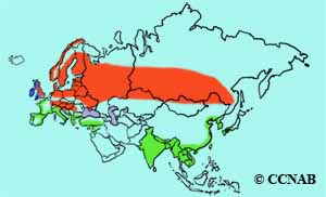 Eurasian Curlew range map
