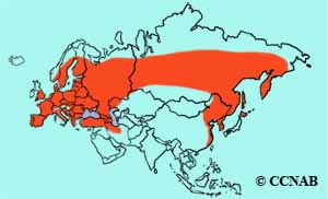 Eurasian Hobby range map