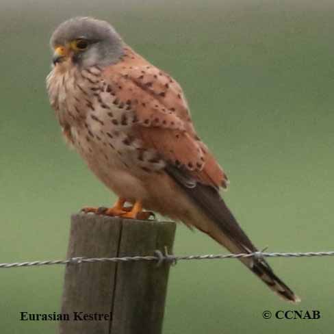 Birds of North America