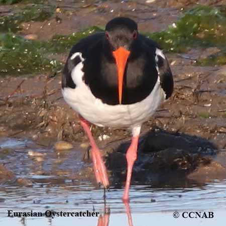 Birds of North America