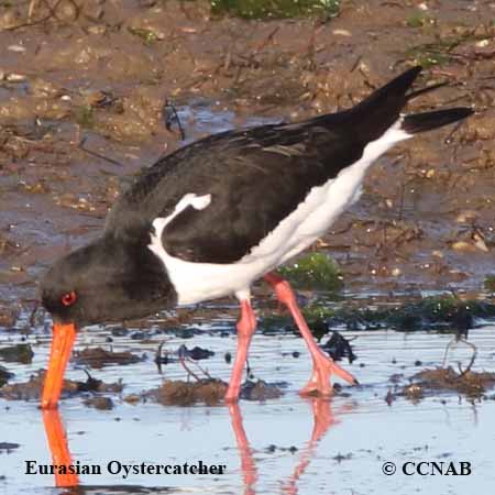 Birds of North America