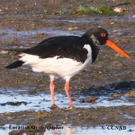 Birds of North America