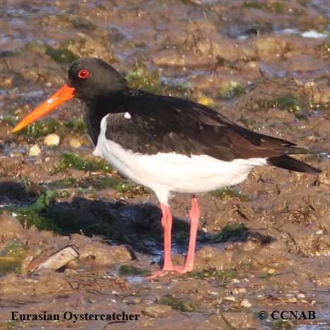 Eurasian Oystercatcher