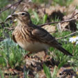 Eurasian Skylark