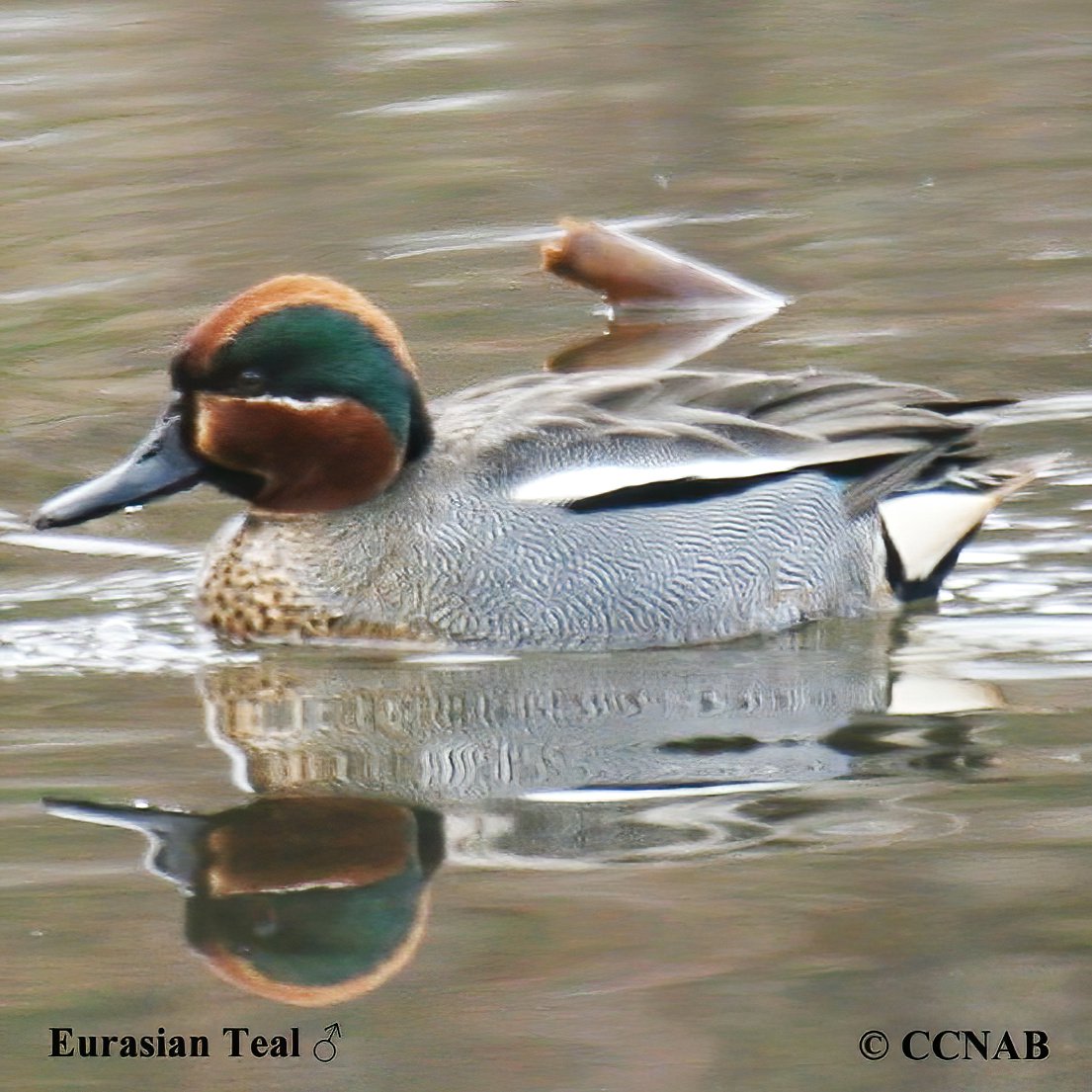 Eurasian Teal