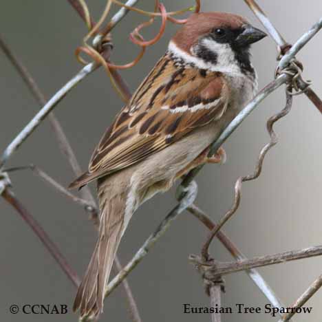 Birds of North America