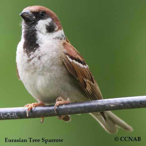 Birds of North America