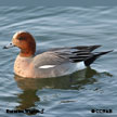 Eurasian Wigeon