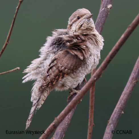 Birds of North America